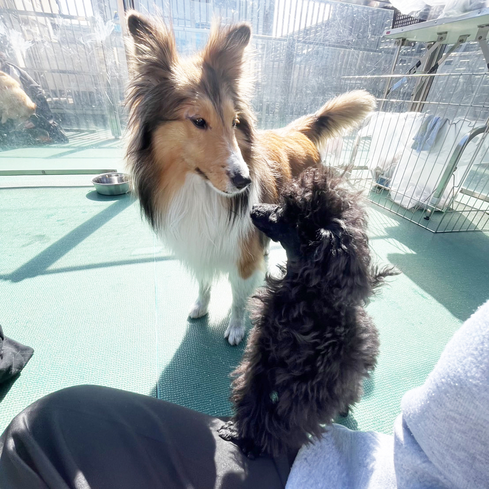 生徒が撮影したモデル犬の写真②